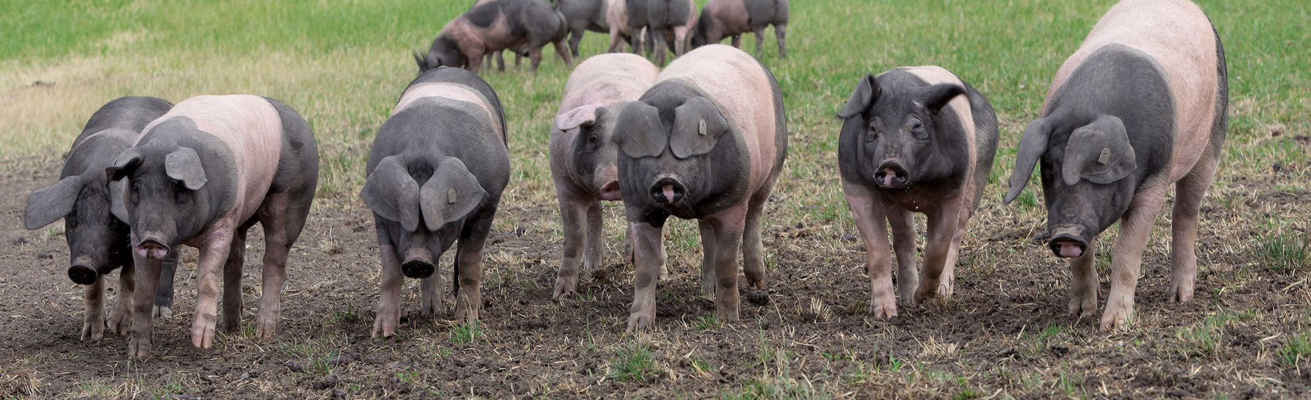 Luftbild Erzeugerschlachthof Schwäbisch Hall