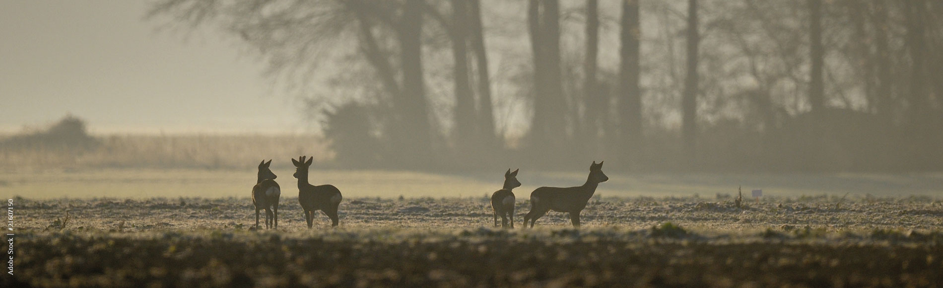 Adobe Stock | #21607150