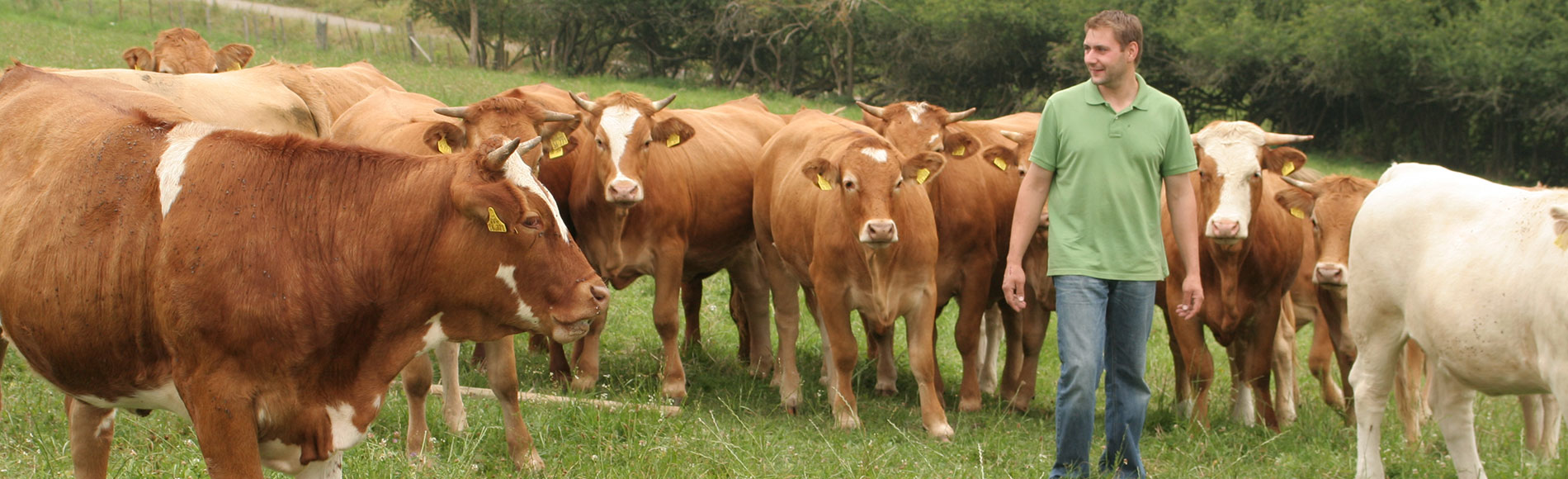 boeuf de Hohenlohe Rinder auf der Weide
