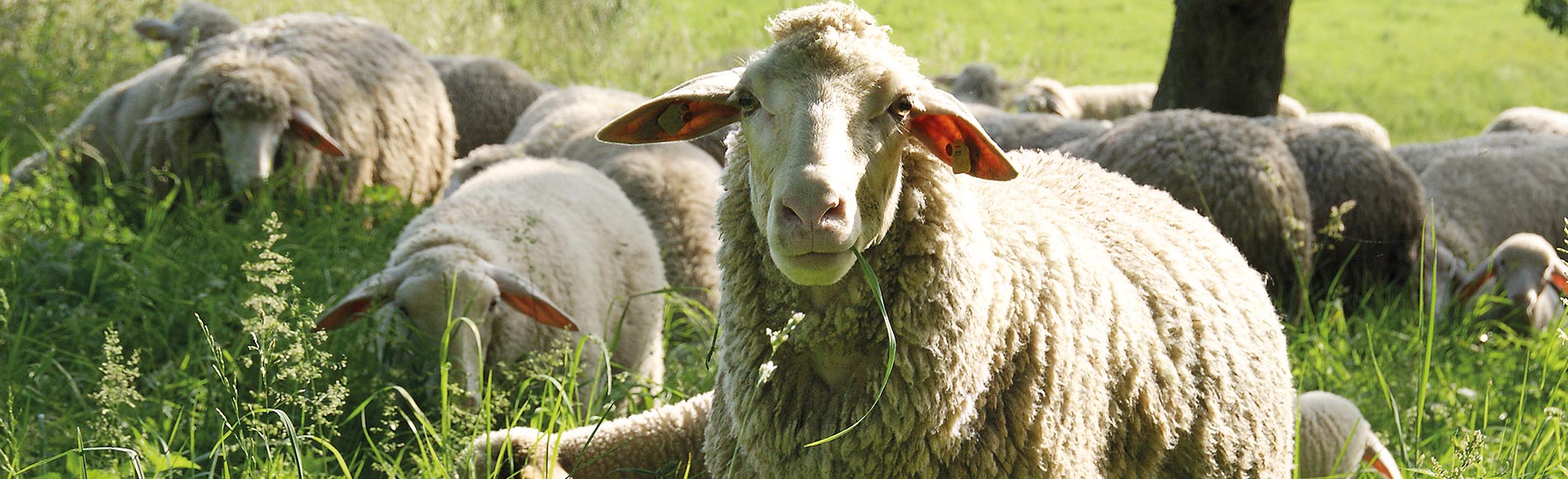 Hohenloher Lamm auf der Weide