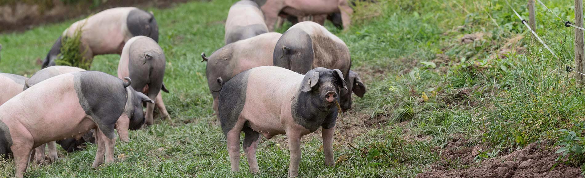 Bild zeigt Schwäbisch-Hällische Landschweine auf der Weide