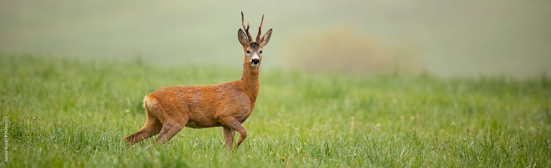 Reh auf Wiese / Adobe Stock| #293621917